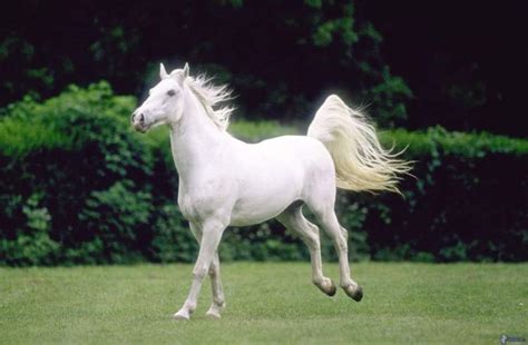 rüyada koşan beyaz at görmek